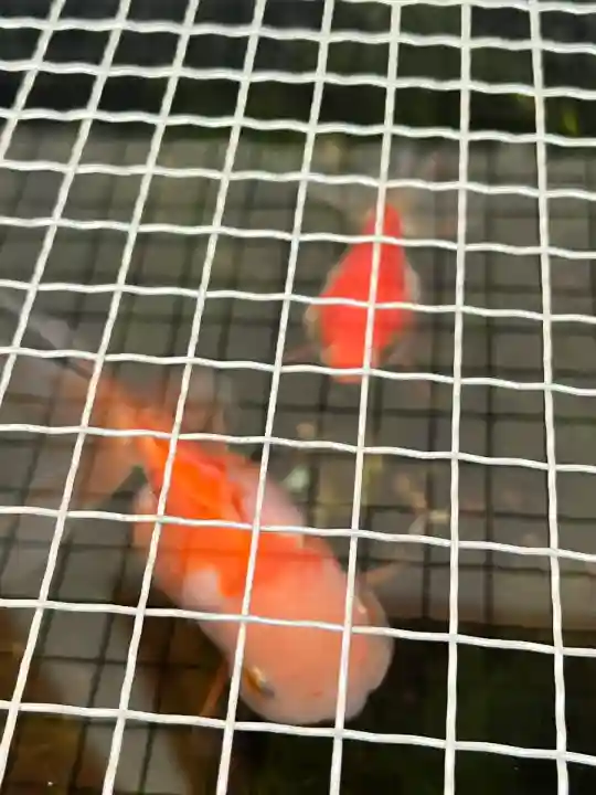 天神社(大阪府)