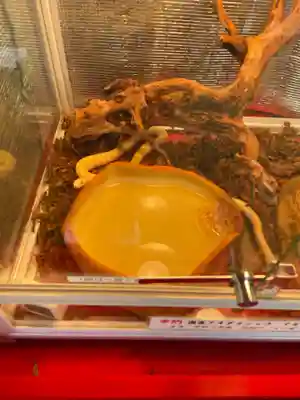 豊川稲荷東京別院御分社の動物