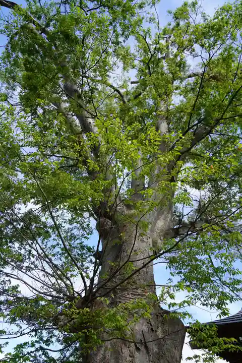 二階堂神社の自然