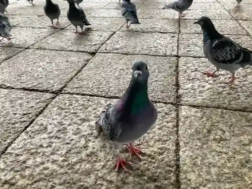 大通寺（長浜御坊）(滋賀県)