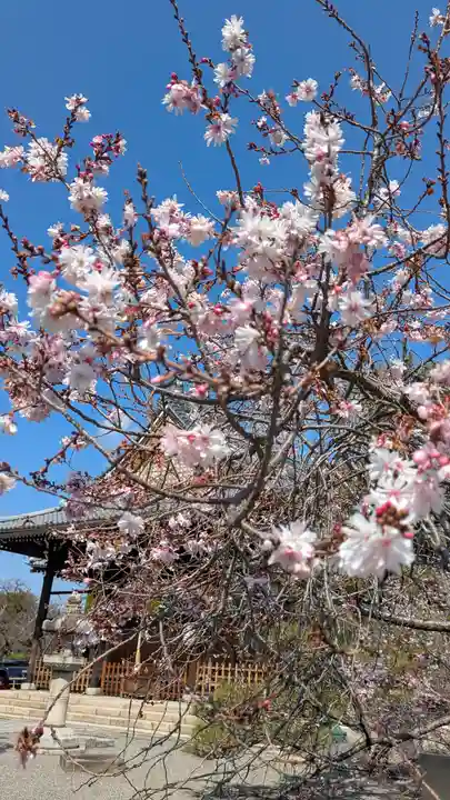 妙蓮寺(京都府)