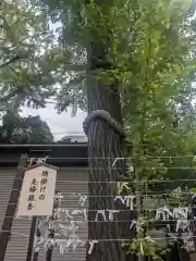 溝口神社(神奈川県)