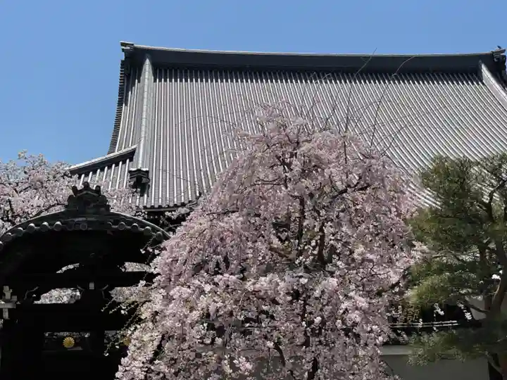妙顯寺(妙顕寺)(京都府)