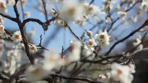 道明寺天満宮の自然