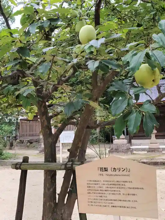 弓弦羽神社の自然