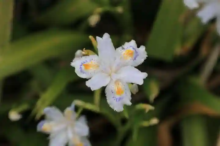 開成山大神宮の自然