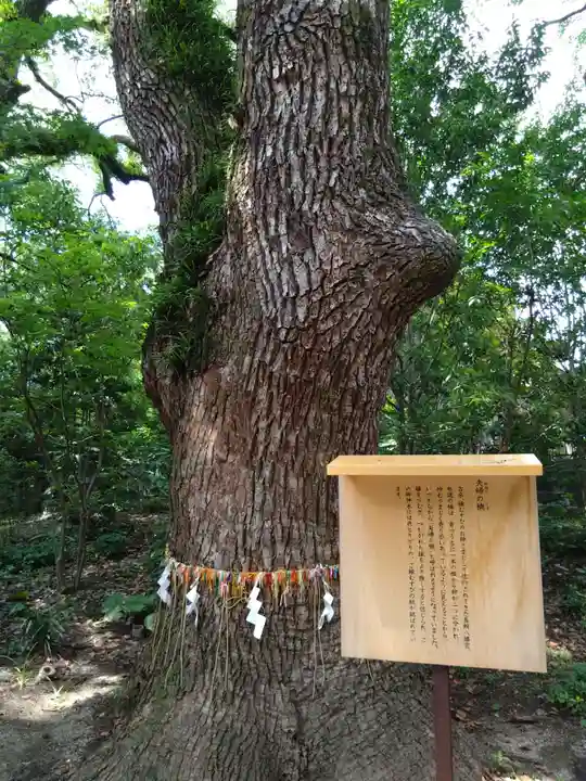 鳥飼八幡宮の自然