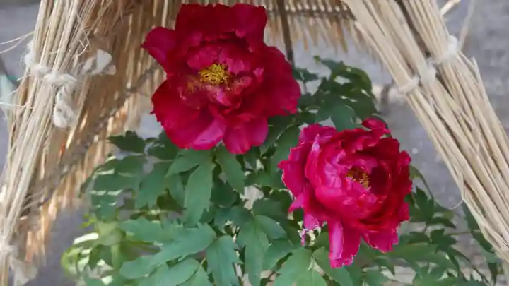 上野東照宮の{uncategorized: "未分類", other: "その他", undefined: "問題あり", building: "その他建物", grave: "お墓", sacred_gate: "鳥居", guardian: "狛犬", statue: "像", buddha: "仏像", history: "歴史", nature: "自然", garden: "庭園", animal: "動物", pagoda: "塔", temizu: "手水舎", mountain_gate: "山門・神門", sanctuary: "本殿・本堂", subordinate: "末社・摂社", art: "芸術", scenery: "景色", jizo: "地蔵", ema: "絵馬", goshuin: "御朱印", omikuji: "おみくじ", items: "授与品その他", amulet: "お守り", goshuincho: "御朱印帳", eats: "食事", festival: "お祭り", votive_dance: "神楽", shichigosan: "七五三参", wedding: "結婚式", experience: "体験その他", initially: "初詣", around: "周辺", anti_infection: "感染症対策"}