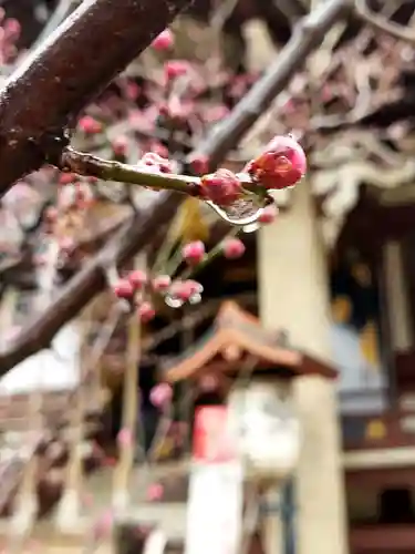 諏訪神社の自然