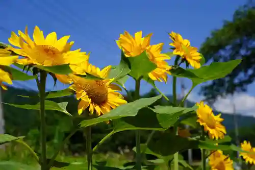 高司神社〜むすびの神の鎮まる社〜の自然