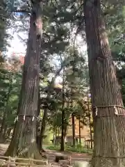 河口浅間神社の自然