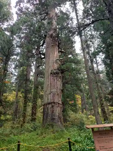 羽黒山五重塔(出羽三山神社)(山形県)