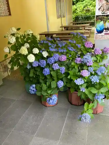 長谷寺(神奈川県)