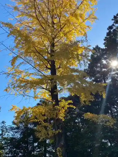 川尻八幡宮の自然