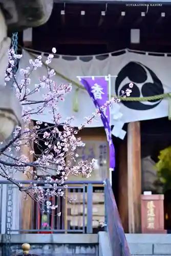 亀戸 香取神社の自然