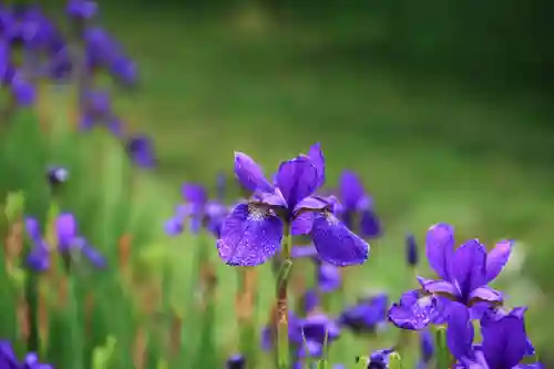 高司神社〜むすびの神の鎮まる社〜の自然