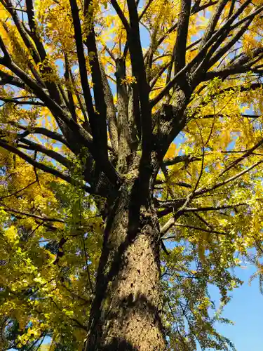 田無神社の自然