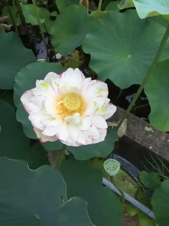 三室戸寺の自然