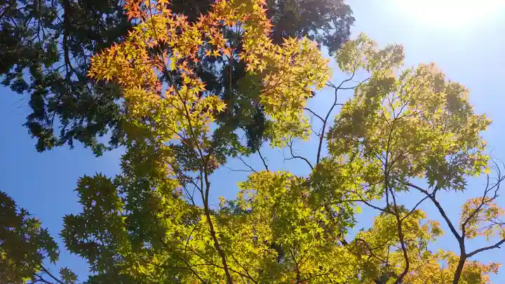 真正極楽寺(真如堂)の自然