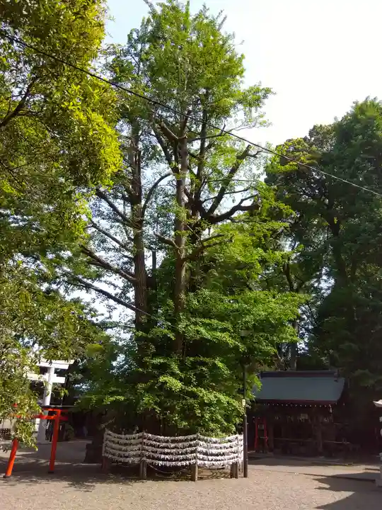 杵築大社の自然