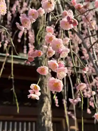 湯島天満宮の{uncategorized: "未分類", other: "その他", undefined: "問題あり", building: "その他建物", grave: "お墓", sacred_gate: "鳥居", guardian: "狛犬", statue: "像", buddha: "仏像", history: "歴史", nature: "自然", garden: "庭園", animal: "動物", pagoda: "塔", temizu: "手水舎", mountain_gate: "山門・神門", sanctuary: "本殿・本堂", subordinate: "末社・摂社", art: "芸術", scenery: "景色", jizo: "地蔵", ema: "絵馬", goshuin: "御朱印", omikuji: "おみくじ", items: "授与品その他", amulet: "お守り", goshuincho: "御朱印帳", eats: "食事", festival: "お祭り", votive_dance: "神楽", shichigosan: "七五三参", wedding: "結婚式", experience: "体験その他", initially: "初詣", around: "周辺", anti_infection: "感染症対策"}