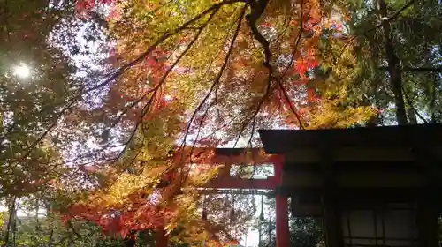 大田神社（賀茂別雷神社境外摂社）の自然