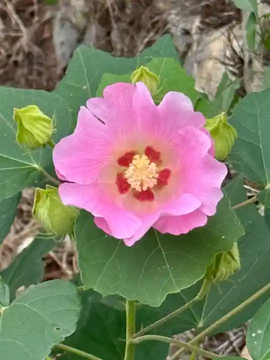 蔵林寺(京都府)