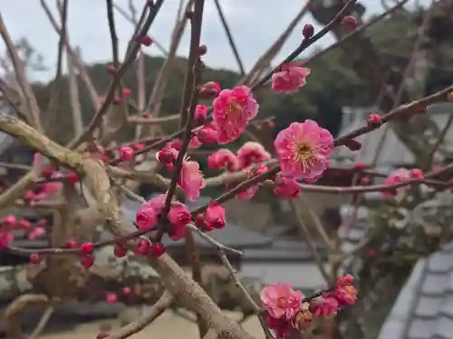 金剛寺(大阪府)