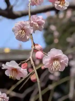 布多天神社(東京都)