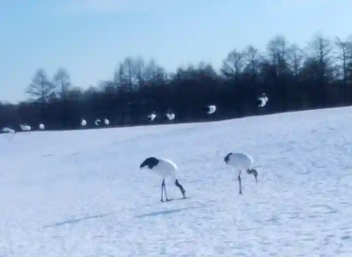 鶴居神社の動物