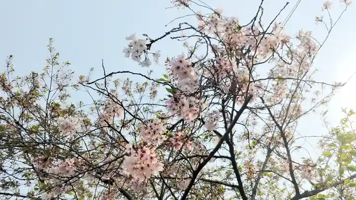 大報恩寺(千本釈迦堂)の自然