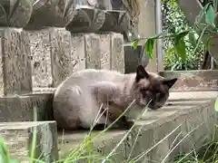 長光寺の動物