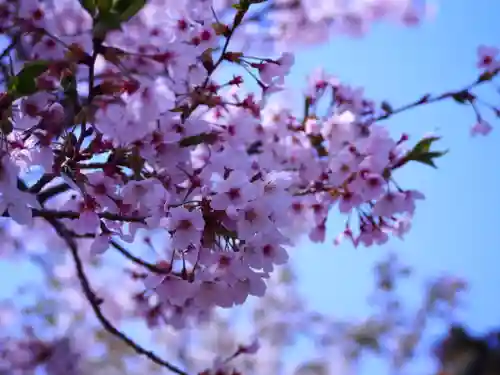 亀岡神社の自然