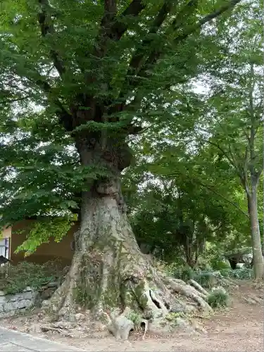 専修寺(栃木県)