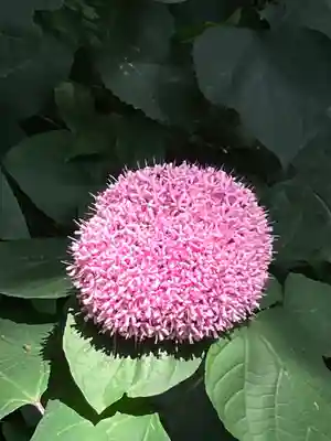 生田神社(兵庫県)