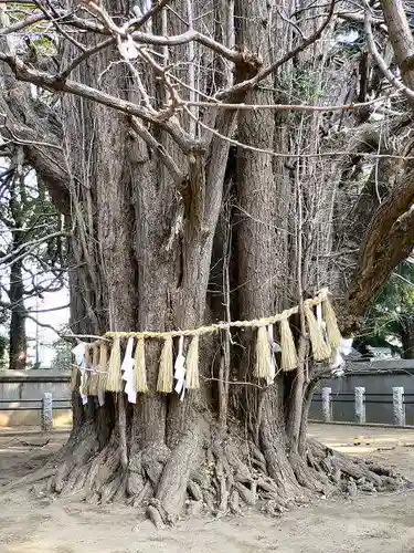 葛飾八幡宮の自然