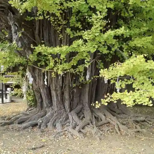 葛飾八幡宮の自然