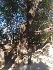 中山神社の自然