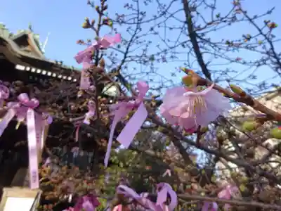 桜神宮の自然