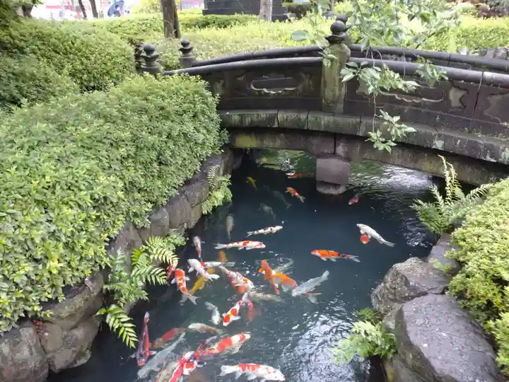 浅草寺の動物