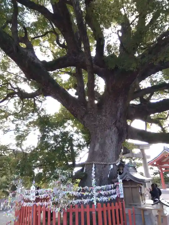 百舌鳥八幡宮(大阪府)