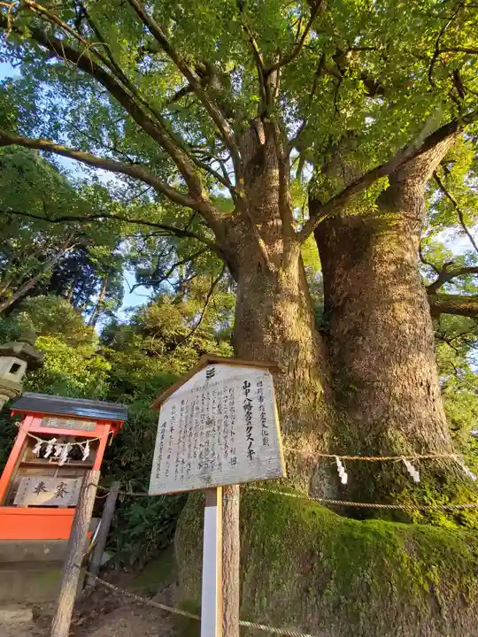 山中八幡宮の自然