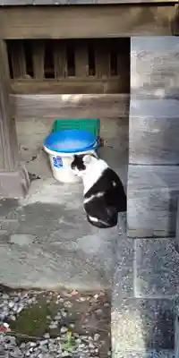 八幡神社の動物