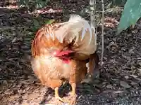 熱田神宮の動物