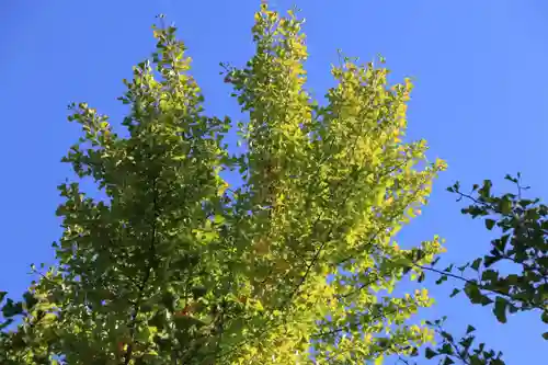 阿邪訶根神社の自然