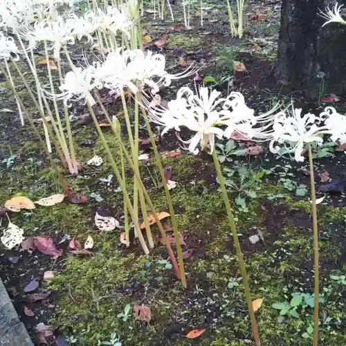 秩父八幡神社の自然