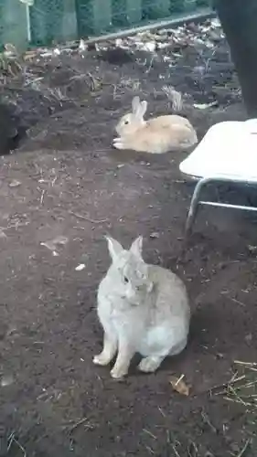 太子堂八幡神社の動物