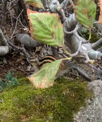 祠（大雪神社奥の院）(北海道)