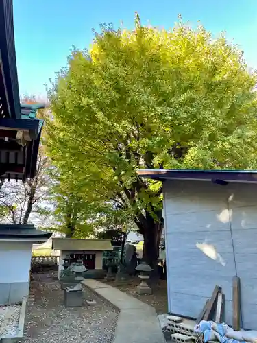 小金八坂神社(千葉県)