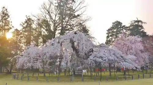 賀茂別雷神社（上賀茂神社）の庭園